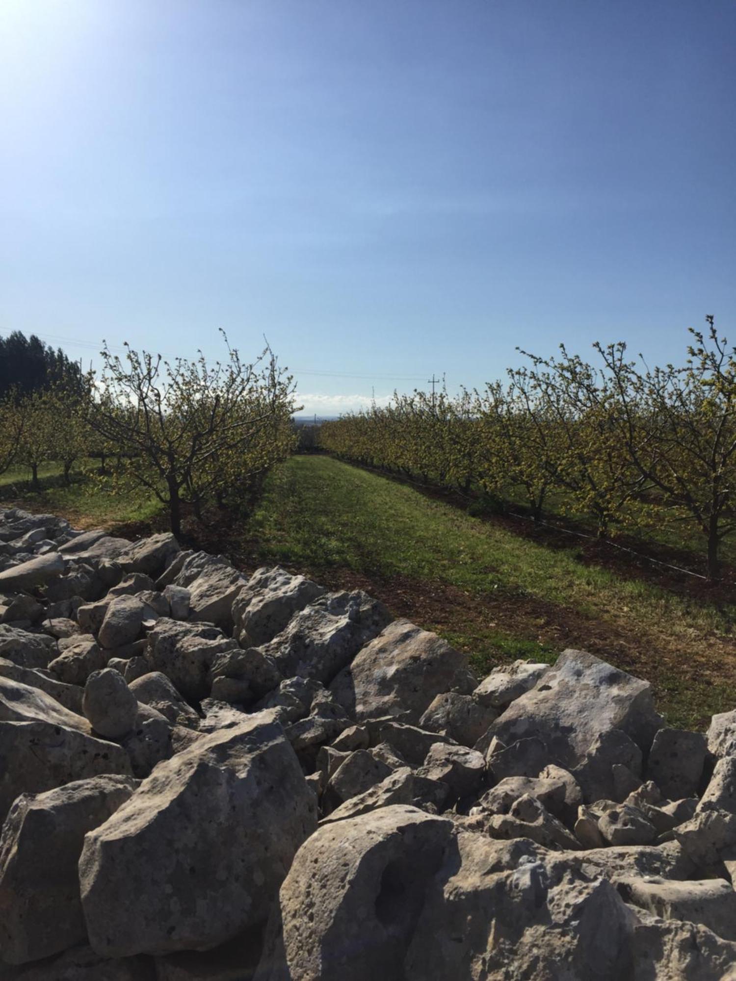 Masseria Gravelle Turi Dış mekan fotoğraf
